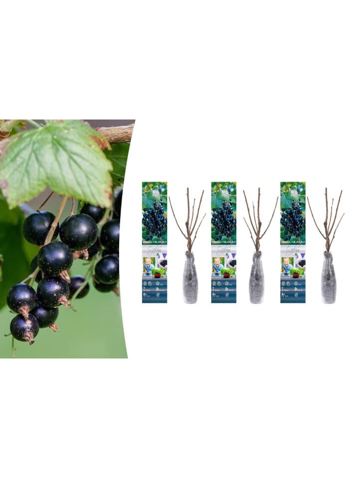 OH2 3er-Set Beeren in Schwarz günstig kaufen onesize