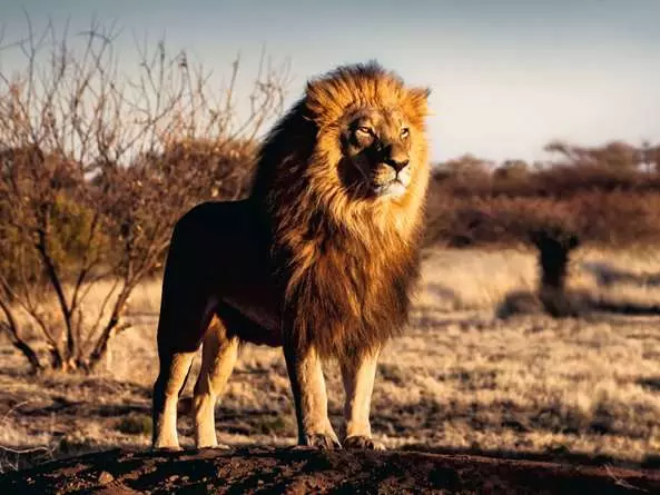 Puzzle 1500 Teile - Lion, King of the Animals