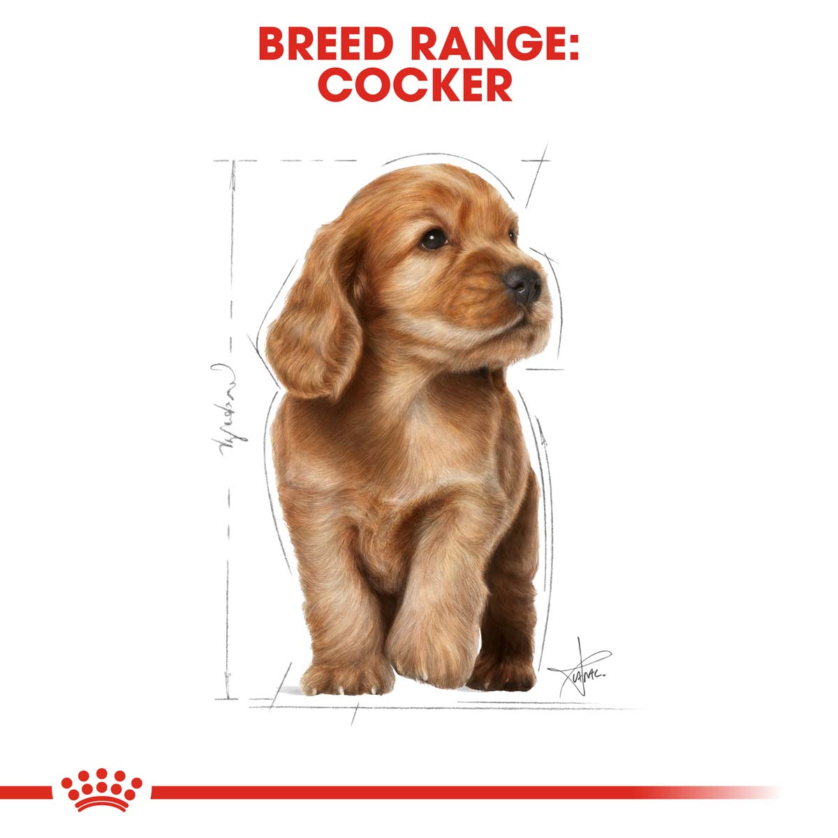 ROYAL CANIN Cocker Puppy Welpenfutter trocken kaufen bei ZooRoyal