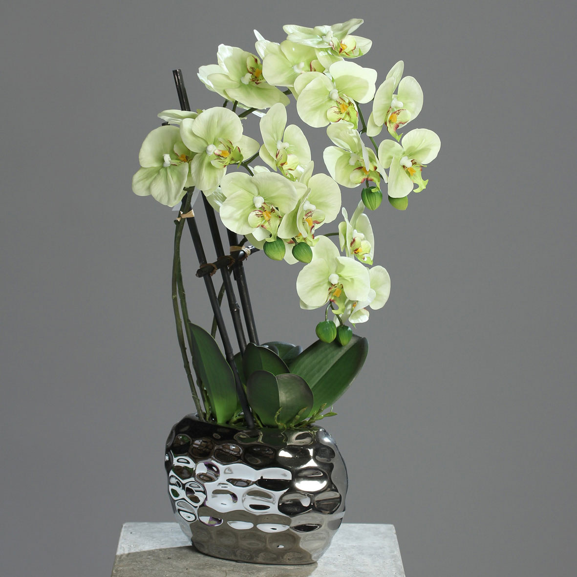 DPIOrchidee in Keramikschale 50cm