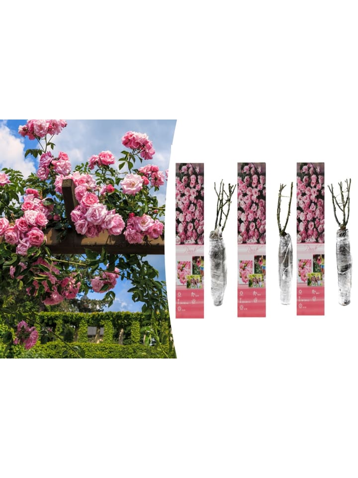 OH2 3er-Set Kletterrosen in Rosa günstig kaufen onesize