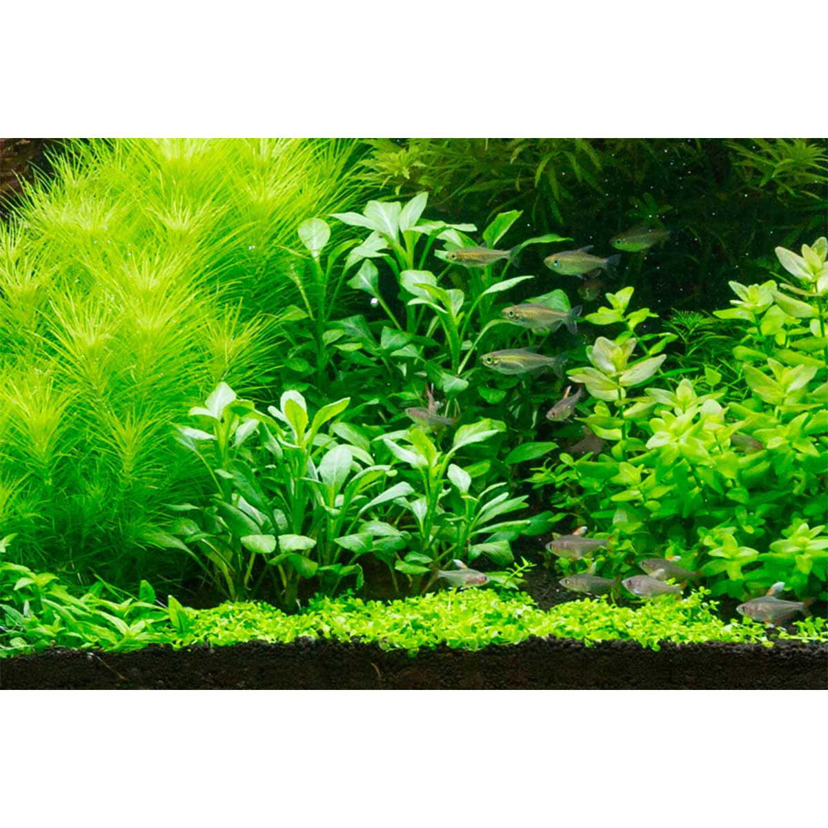 Tropica Aquariumpflanze Lobelia cardinalis kaufen