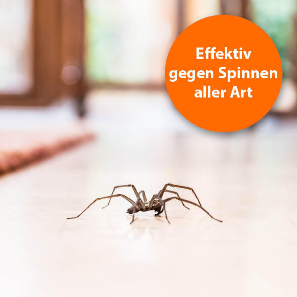 Ardap Zubehör Ardap Spinnen Zerstäuber 500ml