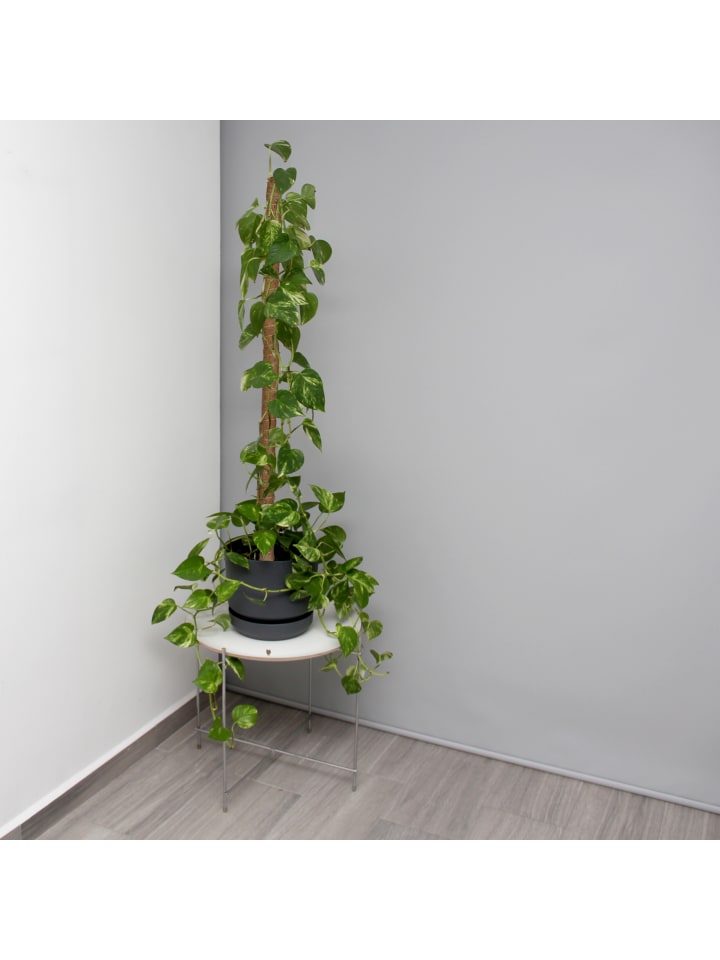relaxdays 5x Kokosstäbe in Natur - 90 cm günstig kaufen onesize