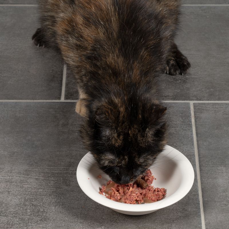 TIAKI Bambusnapf für Katzen zu TOP-Preisen