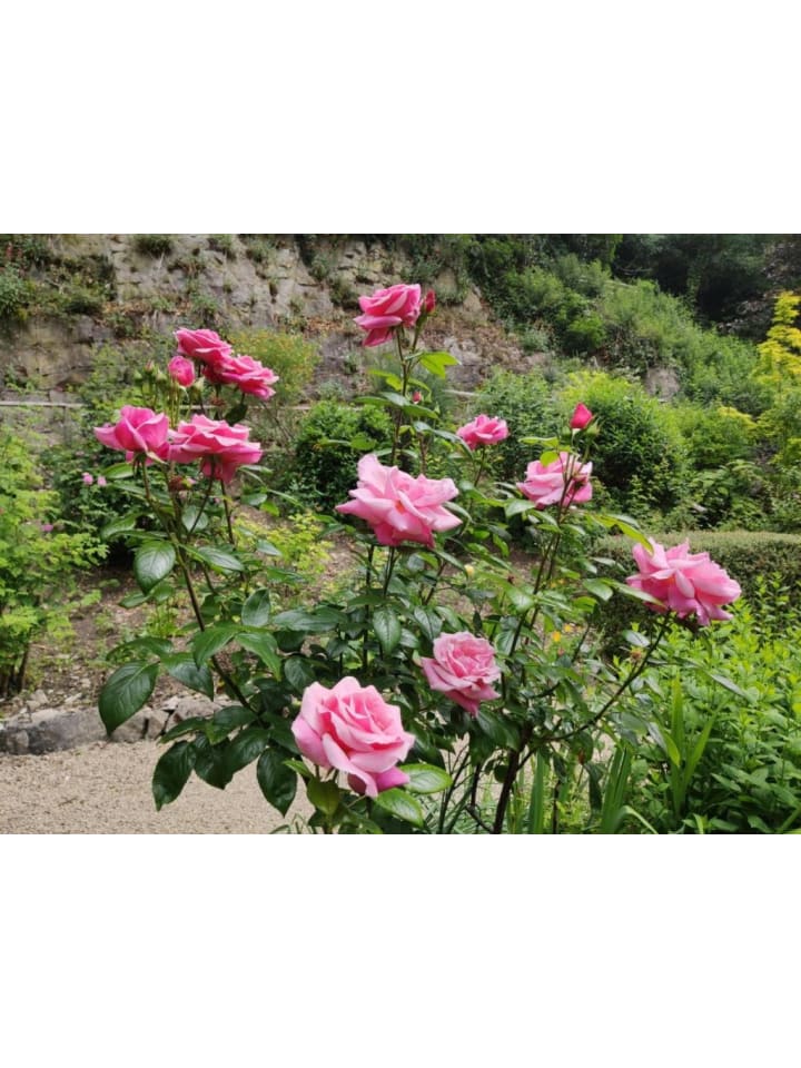 OH2 3er-Set Großblütige Rosen in Rosa günstig kaufen onesize