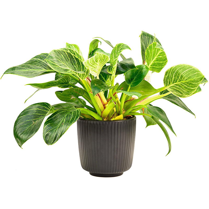 Home Blomsterpotte ø 18 cm keramikk rille