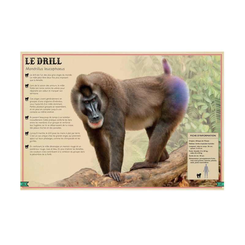 Livre extraordinaire des singes - Little Urban