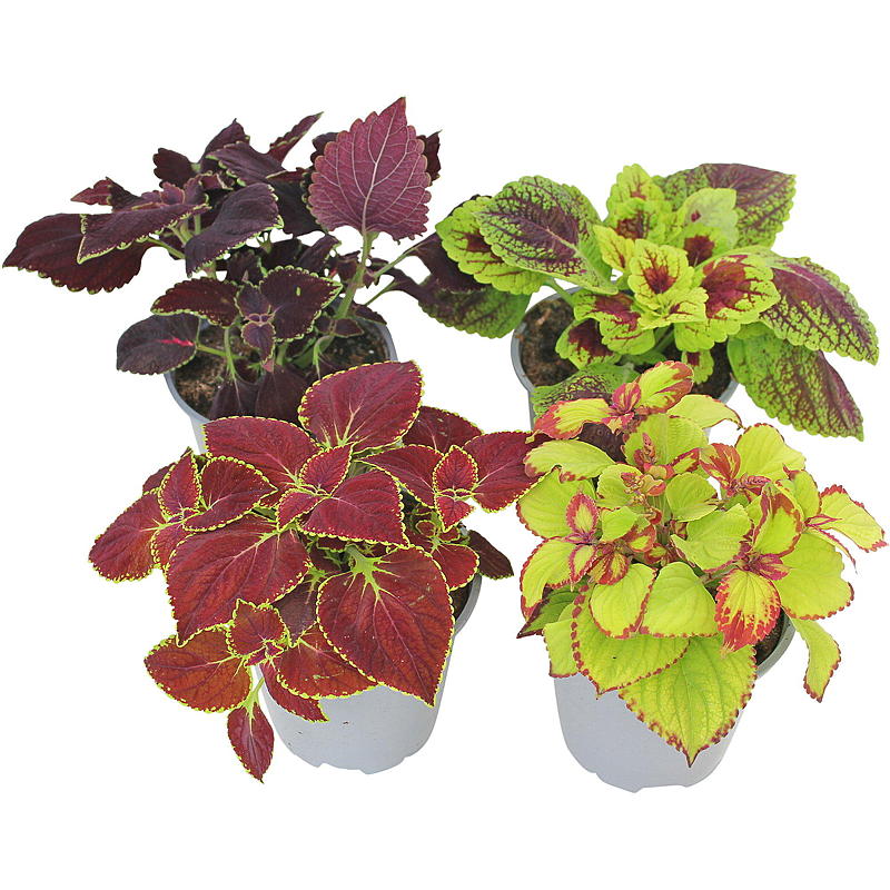Praktspragle P12 Coleus