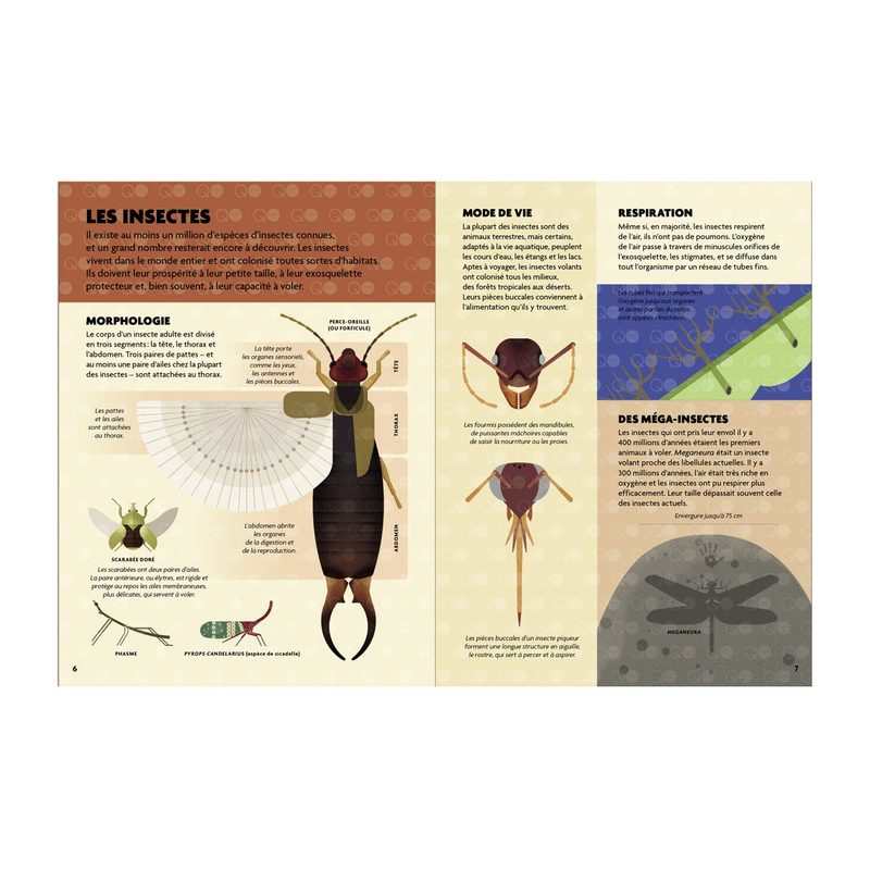 Livre Construis et découvre les insectes et autres petites bêtes - Gallimard Jeunesse
