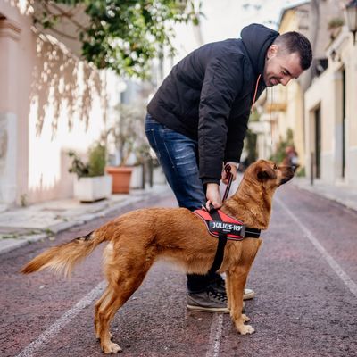JULIUS-K9 IDC® POWAIR Geschirr - orange