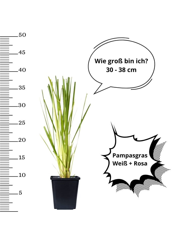 OH2 6er-Set: Pampasgras in Bunt günstig kaufen onesize