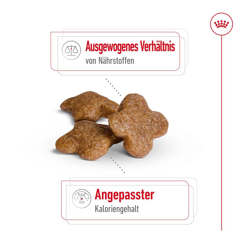 Royal Canin Mini Adult 8+ zu TOP-Preisen