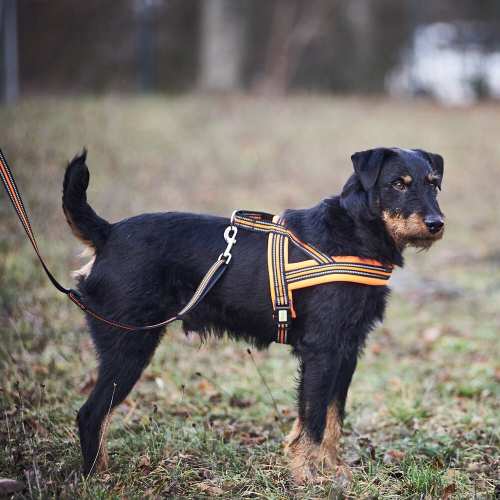 Heim Hundegeschirr Signal
