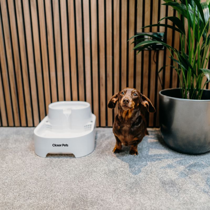 Closer Pets Trinkbrunnen, 6 Liter zu TOP-Preisen