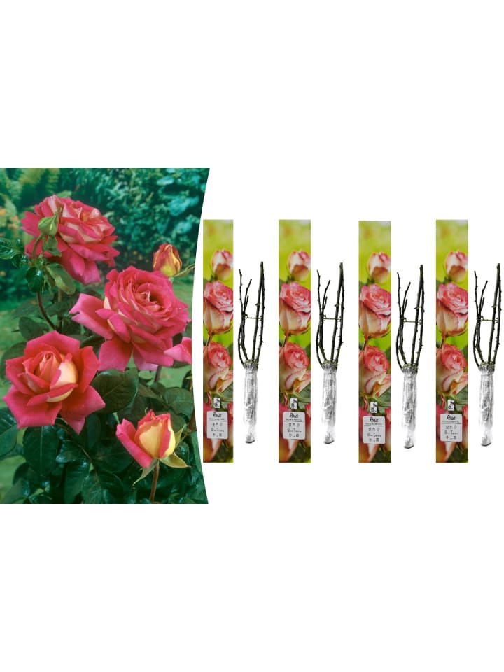 OH2 4er-Set: Großblumige Gartenrosen in Gelb/ Rot günstig kaufen onesize