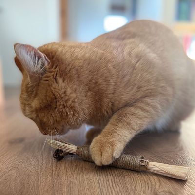 Aumüller Silvervine Dentalspielzeug Rolle