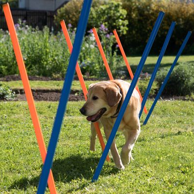 Agility Fun & Sport Slalom-Set