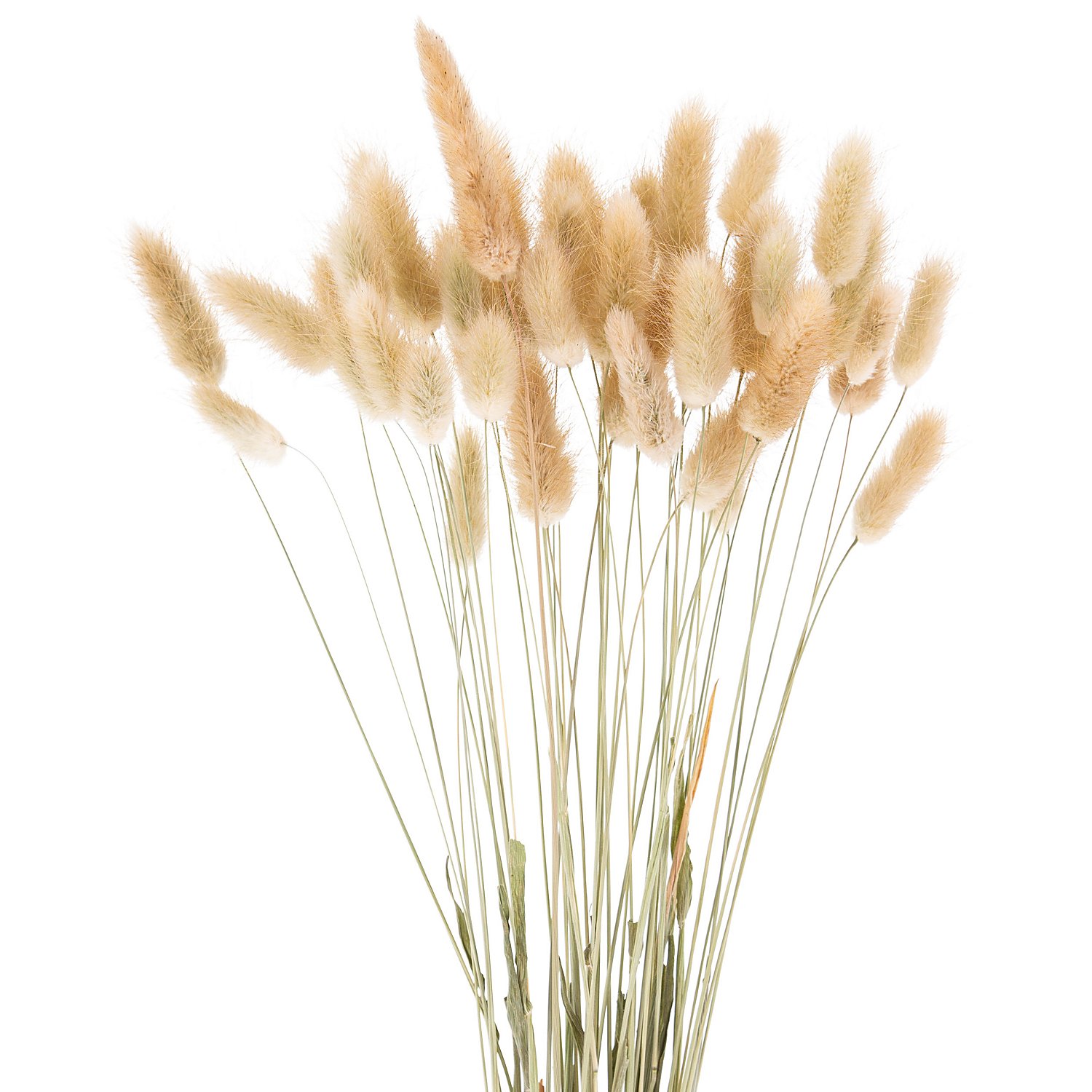 Lagurus-Gras, natur, 50–60 cm, 35–45 Stück