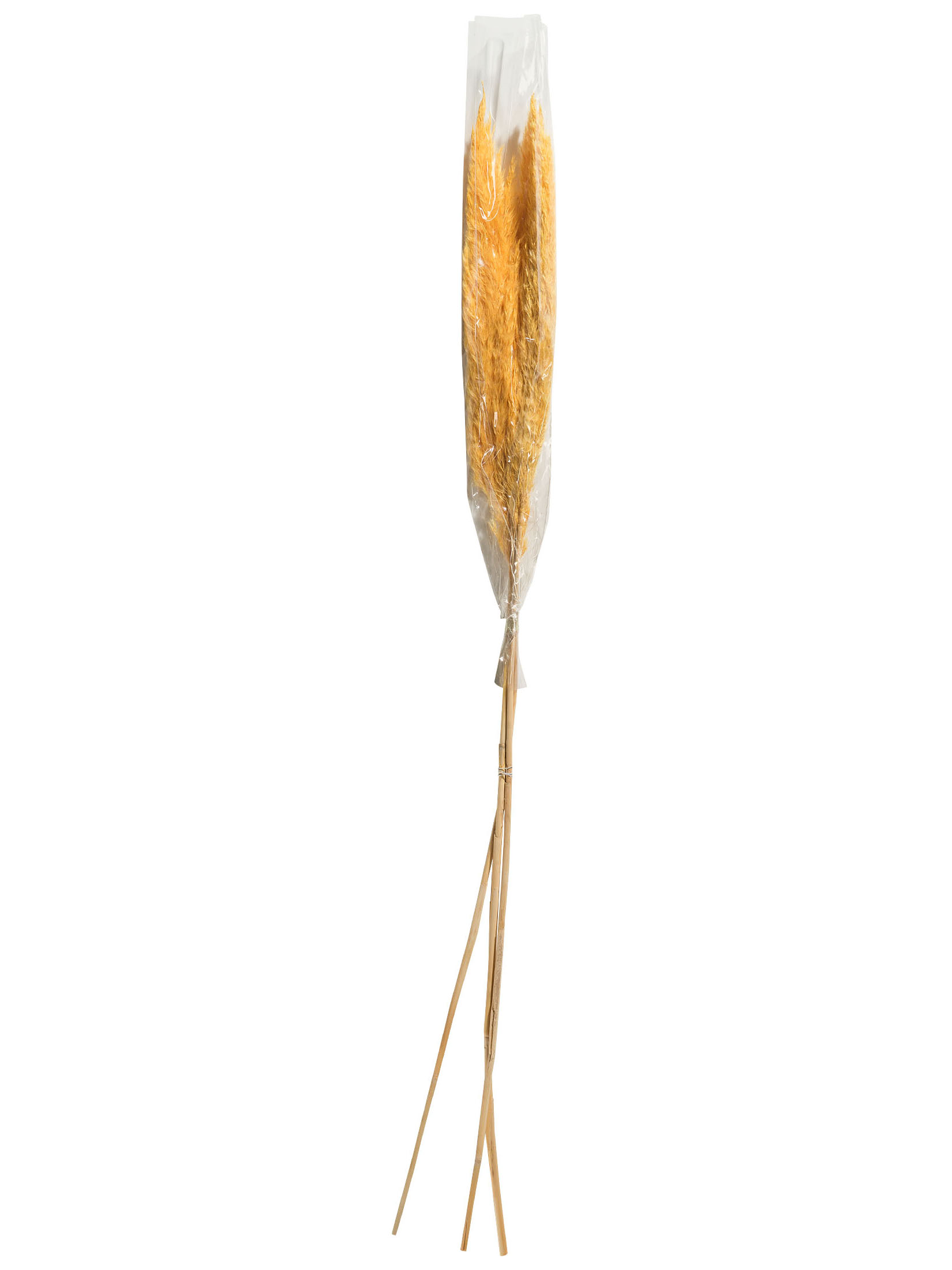 Pampasgrasbündel 3er Trockenblume, Gold