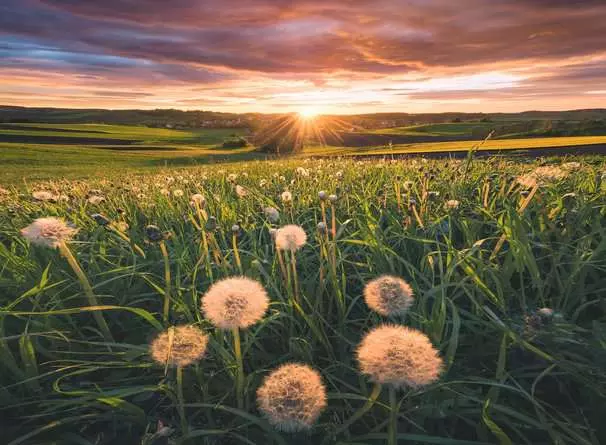 Puzzle 500 Teile - Pusteblumen im Sonnenuntergang