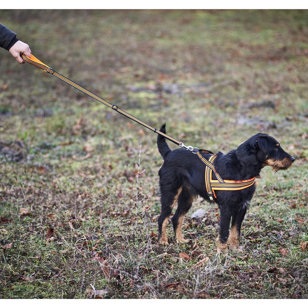 Heim Hundegeschirr Signal