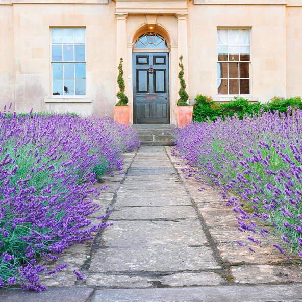 Lavendel „Wolkenduft-Trio“ 3er-Set