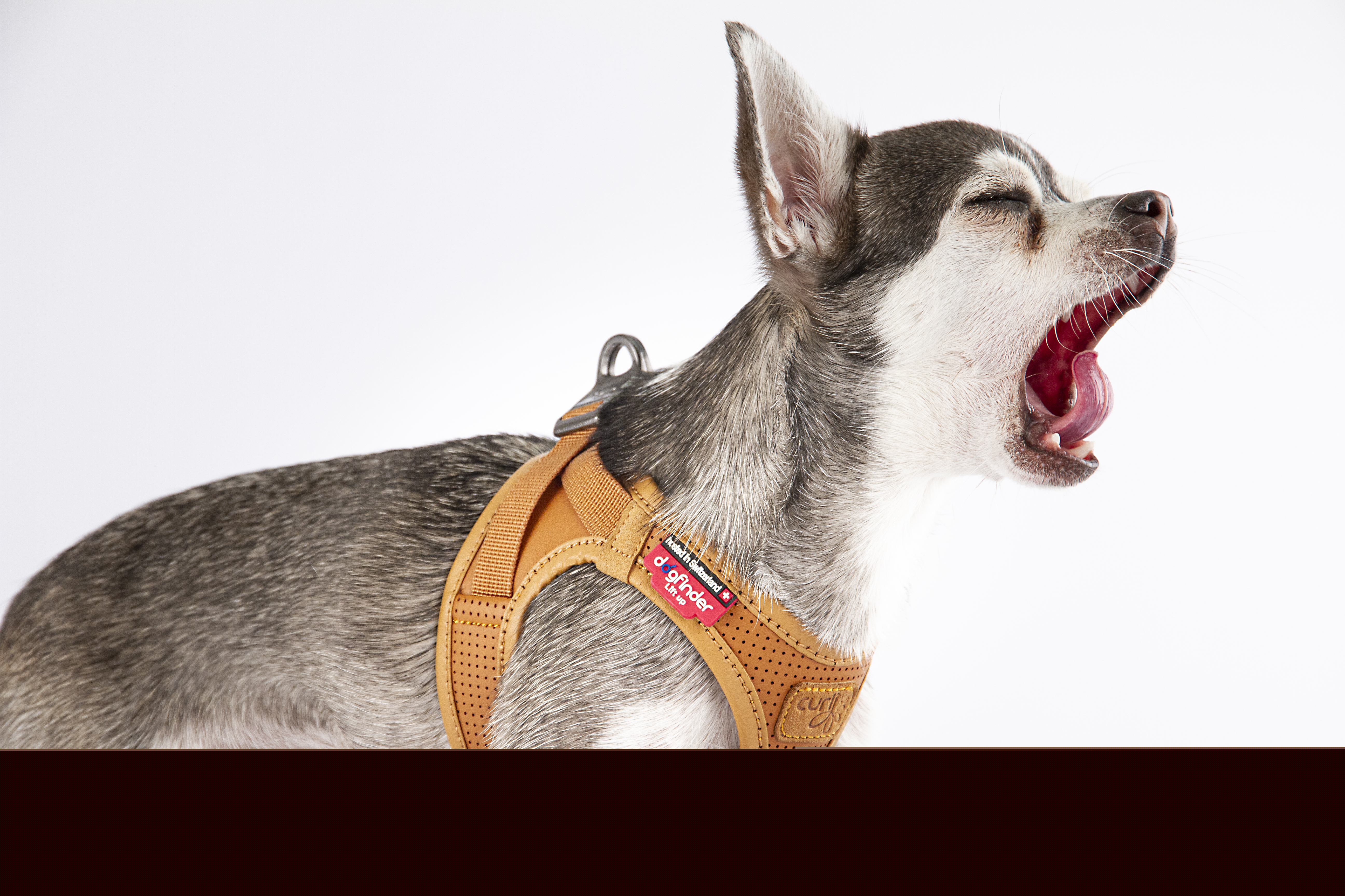 Curli Hundegeschirre Curli Clasp Geschirr aus Apfelleder schwarz XXS