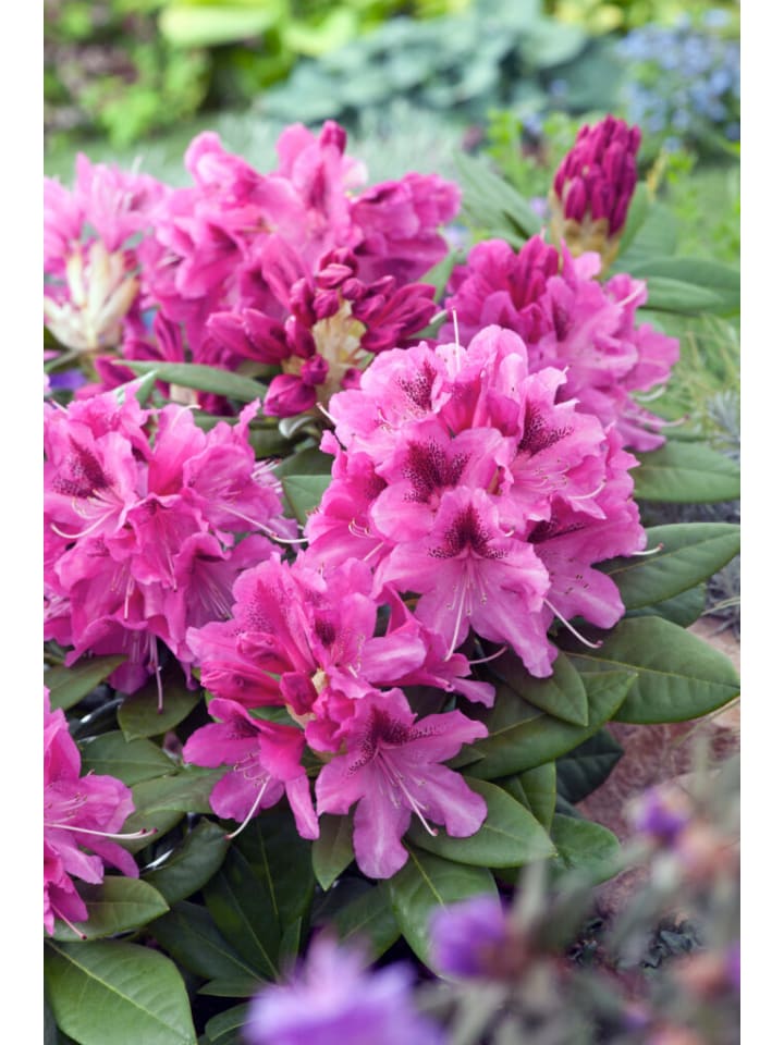 OH2 6er-Set: Rhododendron Cosmopolitan in Rosa günstig kaufen onesize