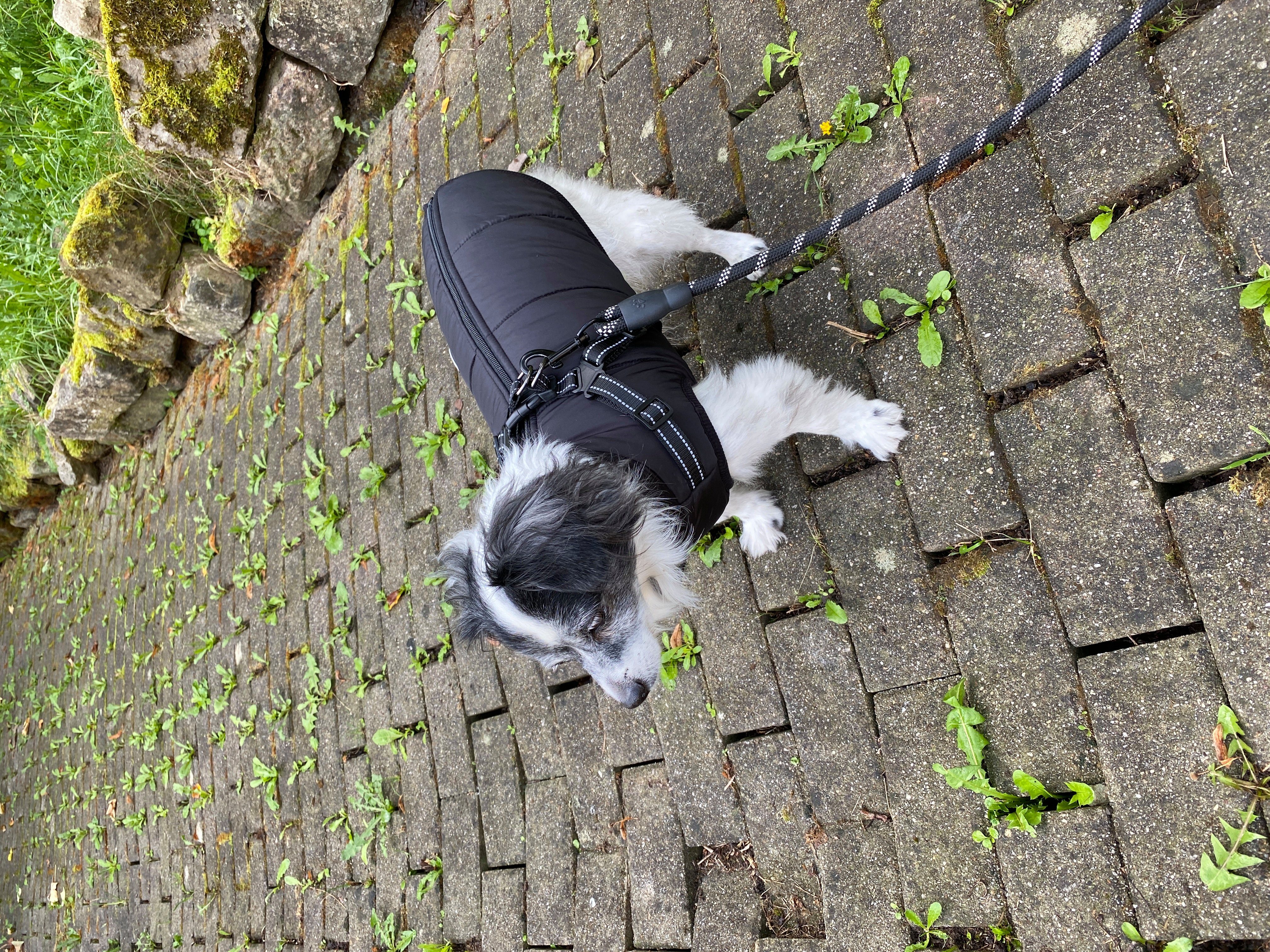 Mate for dogs Hundemantel Hundejacke Haustier Weste mit Brustgeschirr Gurt gefüttert, in verschiedenen Größen