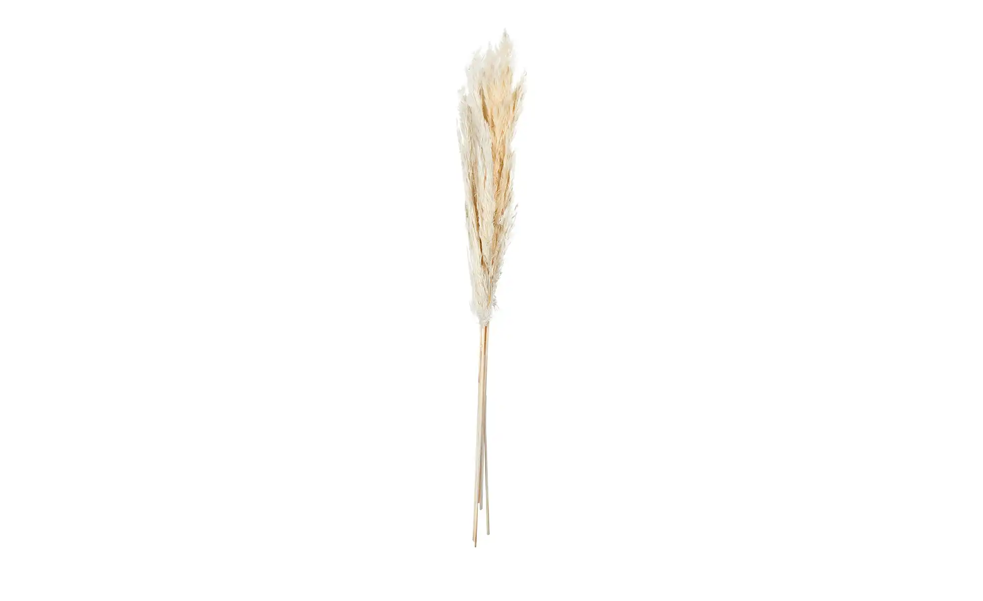ASA SELECTION Trockenblumen