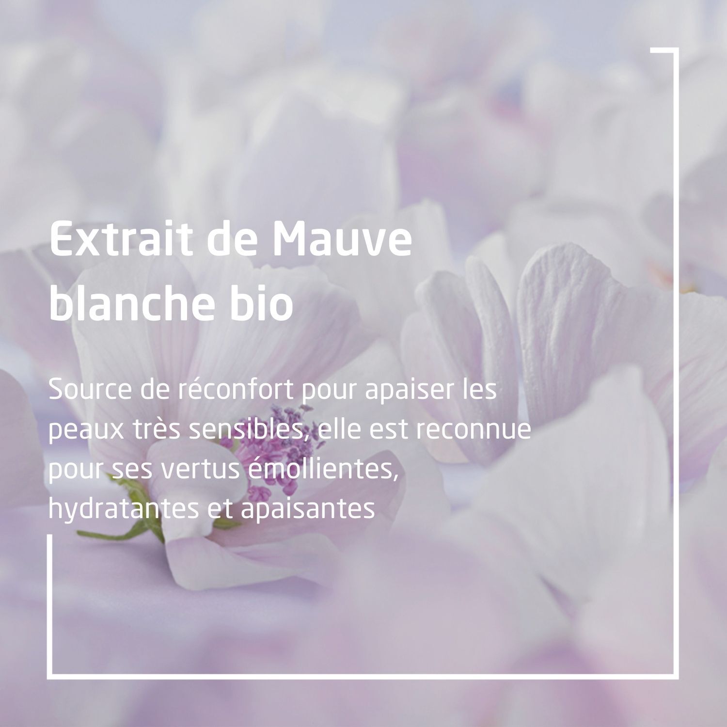 Weleda Mauve Blanche Baby Lait Corporel - Peaux Très Sensibles à Atopiques - 200 ml