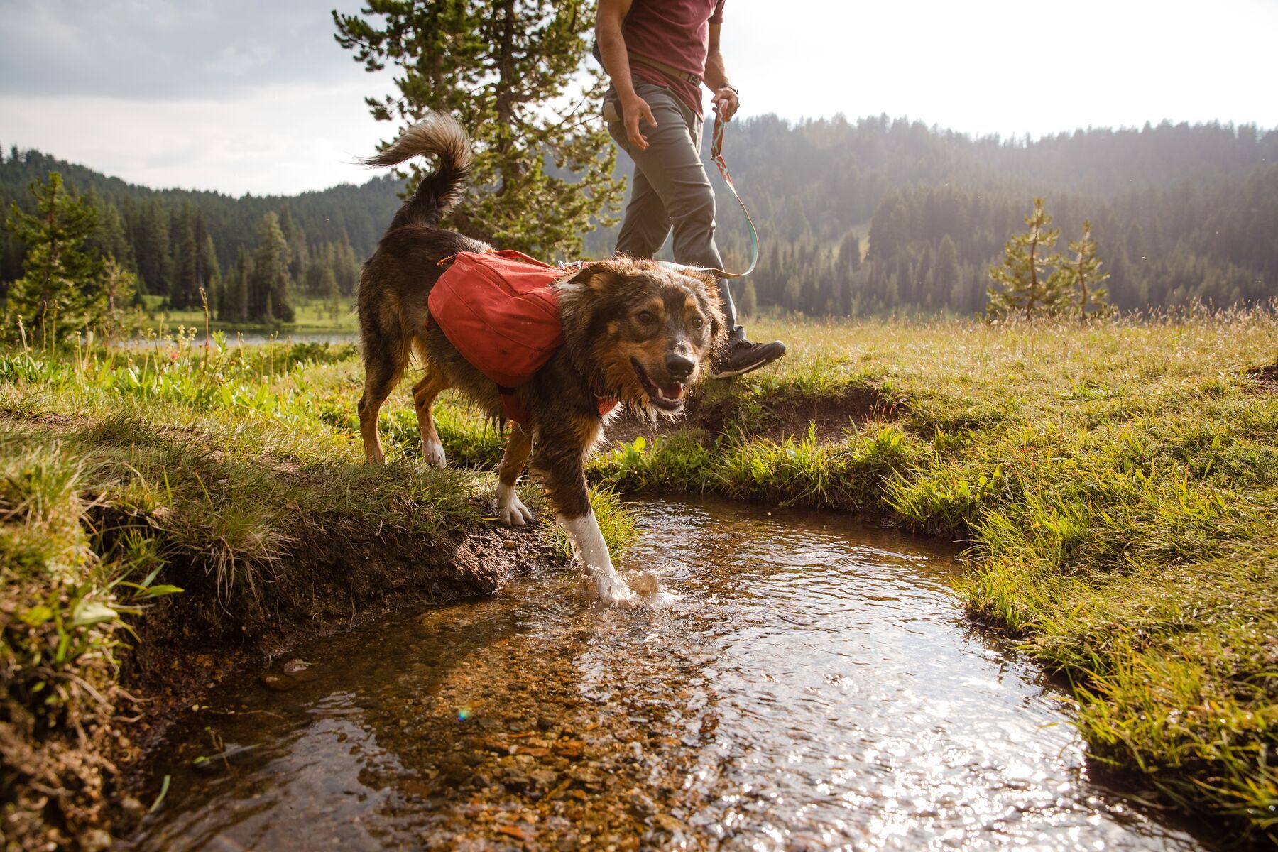 Ruffwear Tragetaschen Ruffwear Front Range™ Hundetagesrucksack rot M