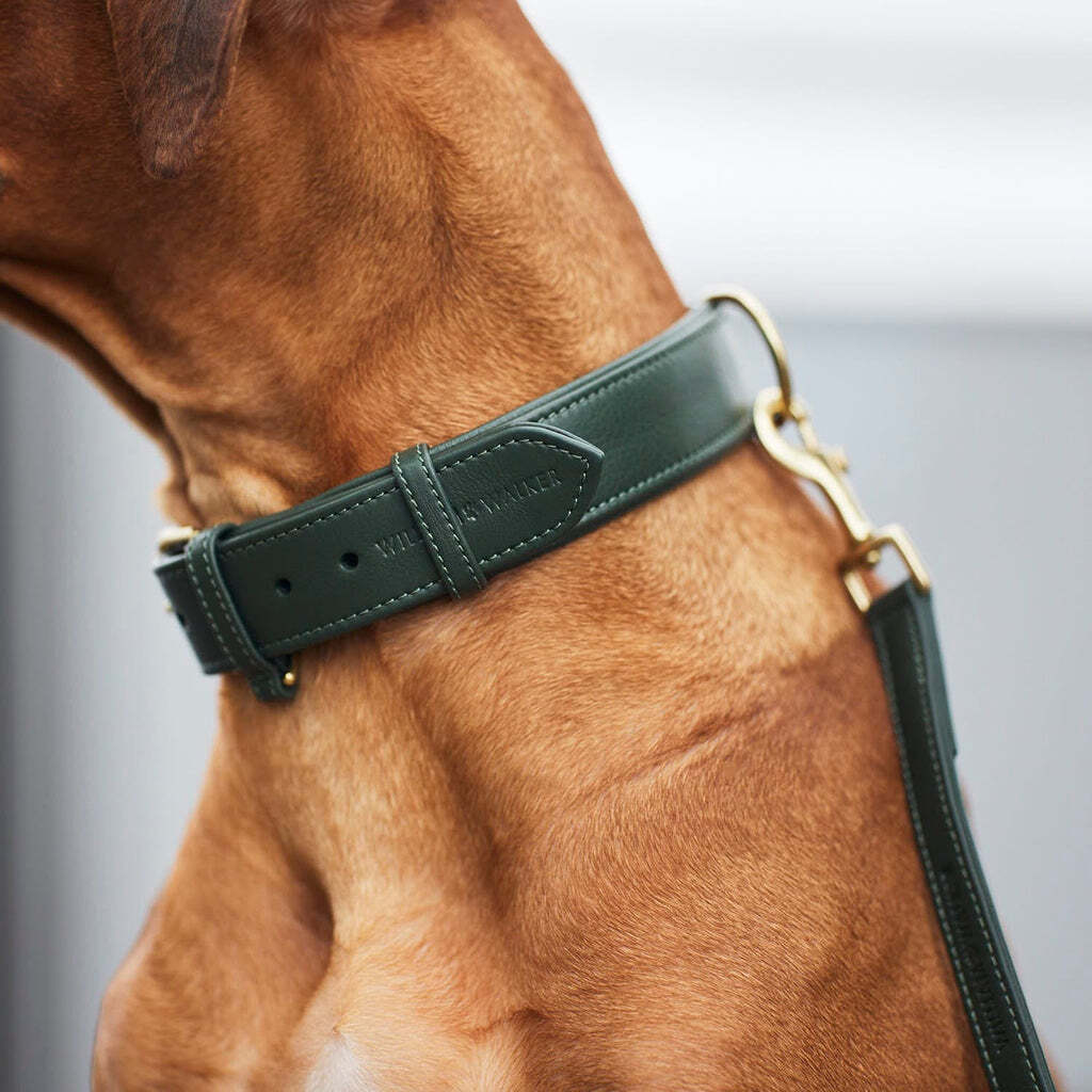 William Walker Hundehalsbänder William Walker Hundehalsband Plain Dark Moss S