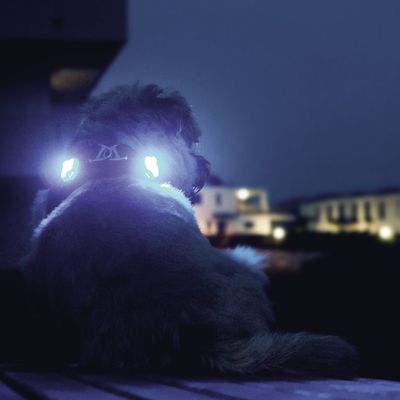 Curli luumi LED 2 Stück