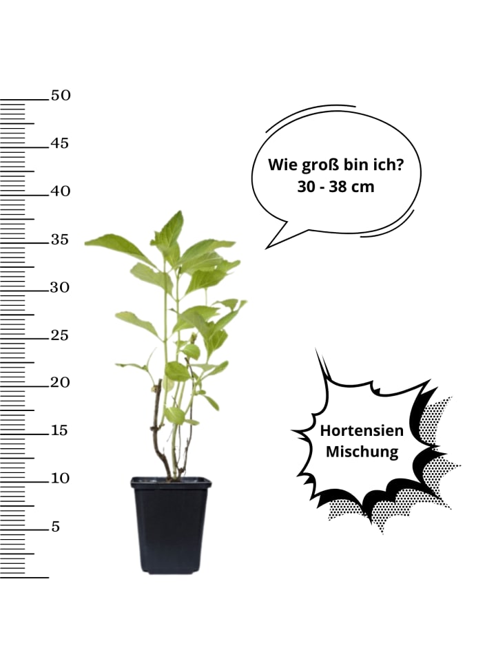 OH2 4er-Set: Hortensien in Bunt günstig kaufen onesize
