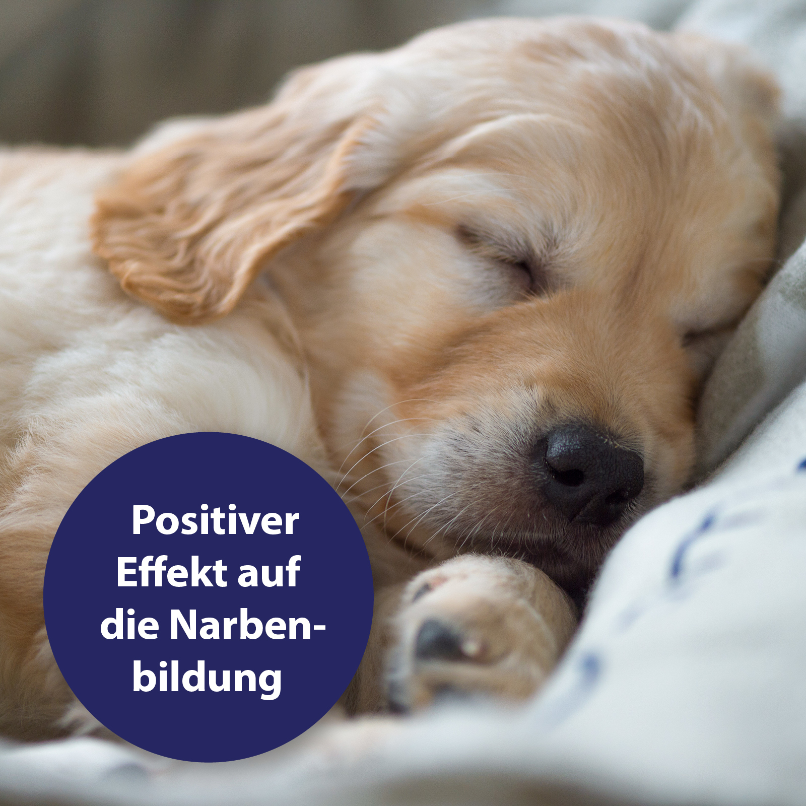Canosept Pfotenpflege Canosept Wundgel für Hunde 20 ml