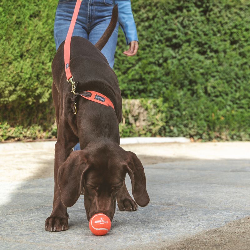 Nomad Tales Bloom Tennisball-Set zu TOP-Preisen