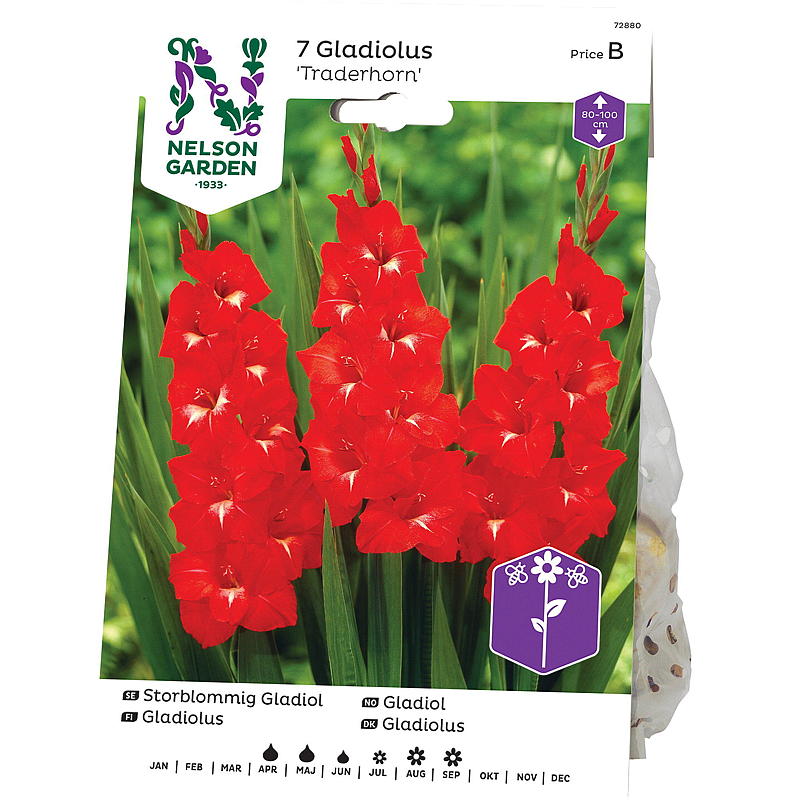 Nelson garden Gladiol Storbl. Traderhorn, rød