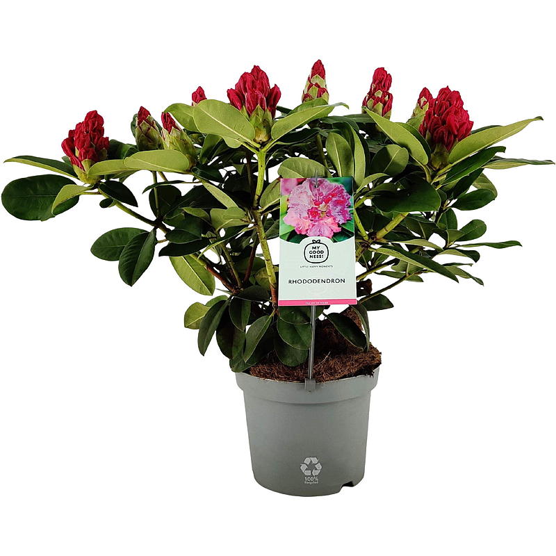 Rhododendron Mix