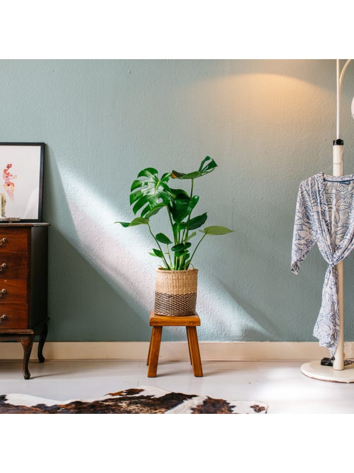OH2 Monstera Deliciosa in Grün günstig kaufen onesize