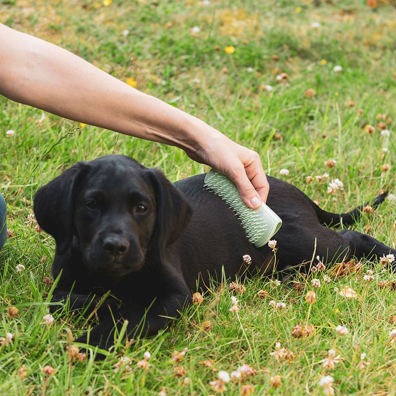 Pet Teezer Welpenbürste zu TOP-Preisen