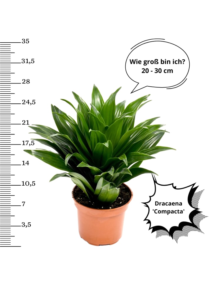 OH2 4er-Set: Hochwertige Zimmerpflanzen-Mix in Grün günstig kaufen onesize