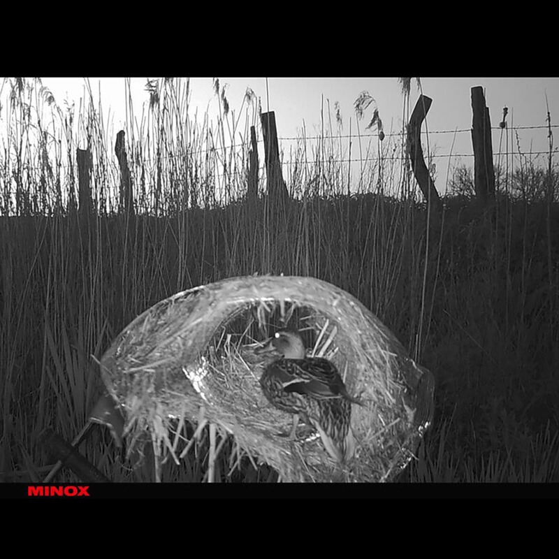 Minox Wildkamera DTC 550 WiFi
