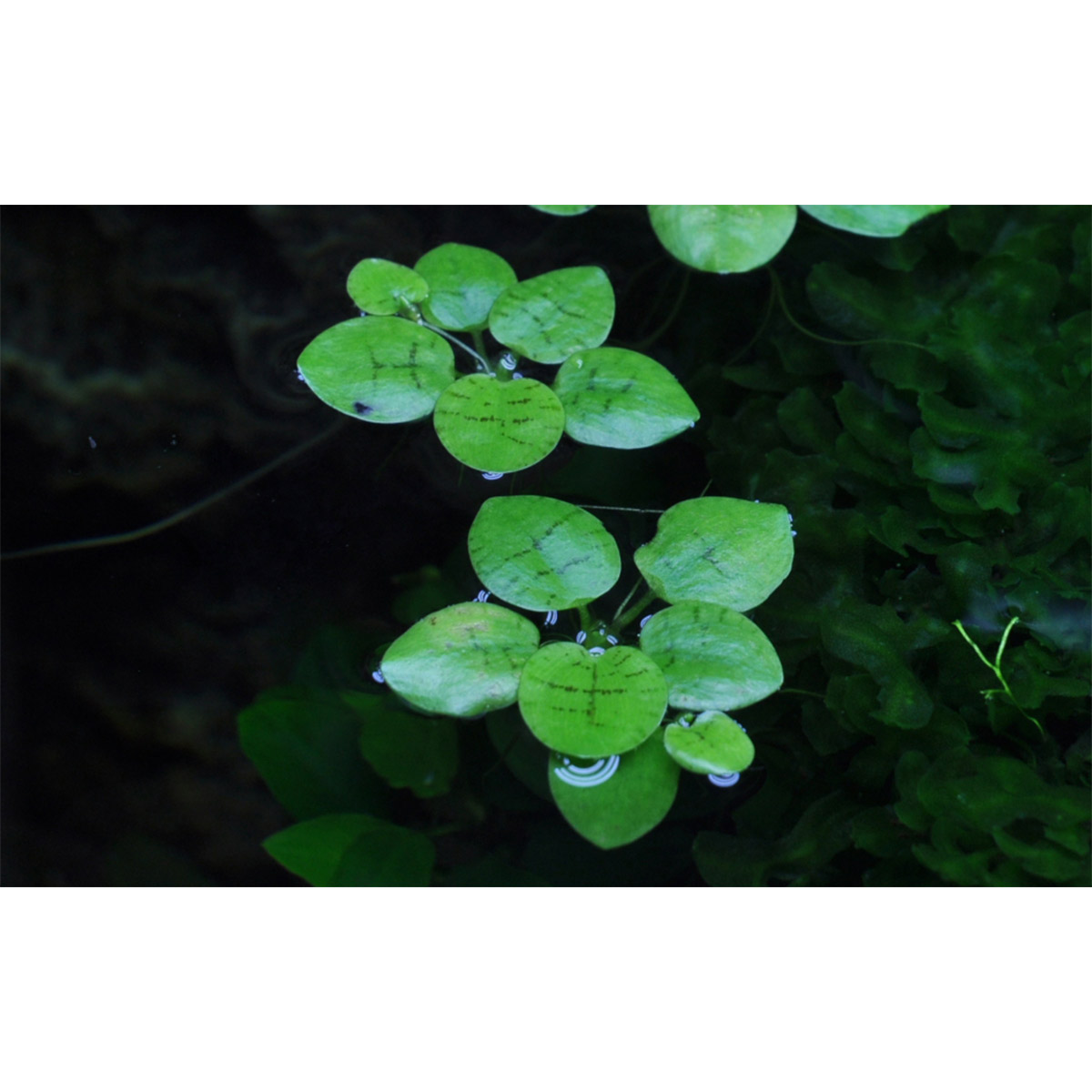Tropica Aquariumpflanze Limnobium laevigatum kaufen