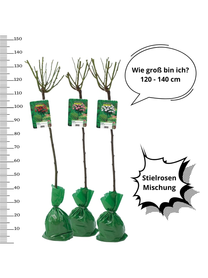 OH2 3er-Set: XXL Großblütige Stielrosen in Weiß/ Rot/ Rosa günstig kaufen onesize