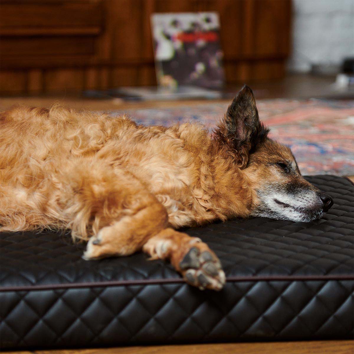 furrysoul orthopädisches Hundekissen Juana schwarz bei ZooRoyal