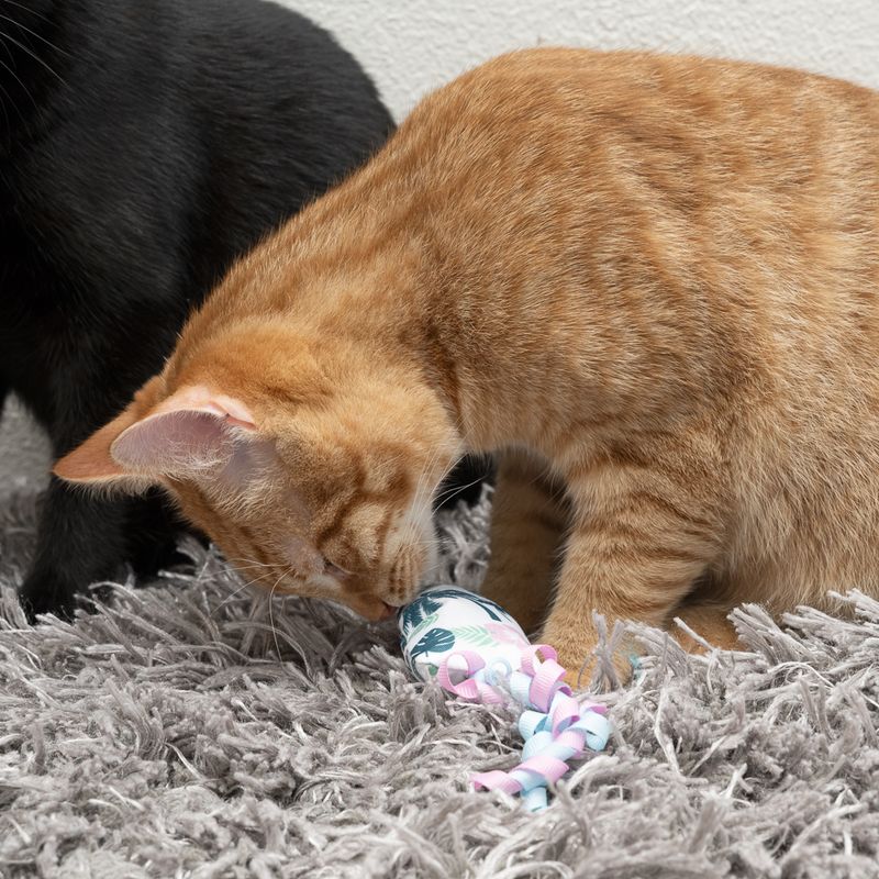TIAKI Surfbrett mit Katzenminze zu TOP-Preisen