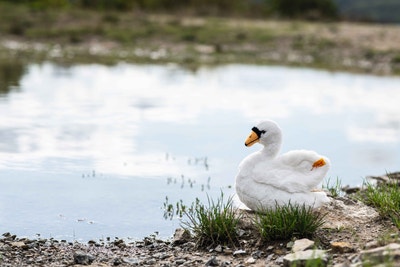 Schana Schwan, 20 cm, weiß