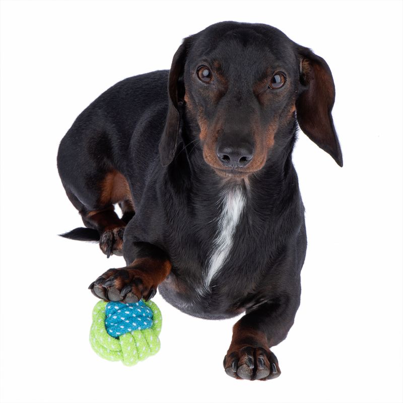 Hundespielzeug Limoen Ball zu TOP-Preisen